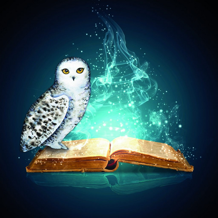 owl
