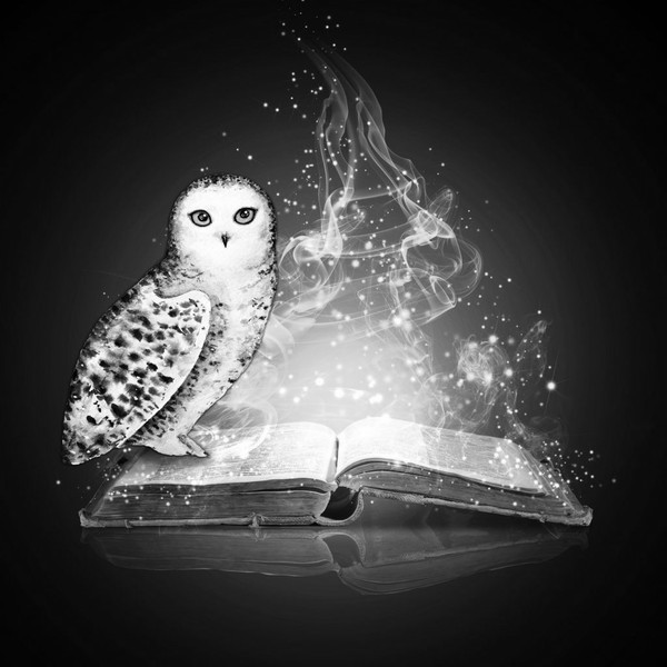 owl